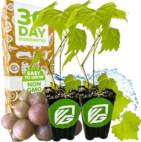 Carlos Muscadine Grape Vine (2-Pack) Live Plant by Wellspring Gardens by WellspringGardens
