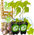 Carlos Muscadine Grape Vine (2-Pack) Live Plant by Wellspring Gardens by WellspringGardens