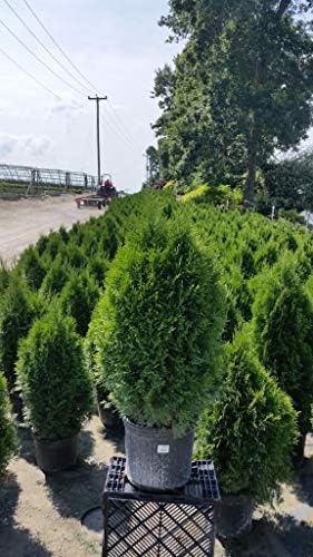 Live Plant Green Promise Farms, Thuja occidentalis 'Smargd' Emerald Green Arborvitae #3 Size Container, Evergreen - Image 6