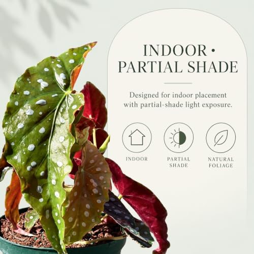 Live Begonia Maculata Plant - Polka Dot Angel Wing Houseplant Vine - Image 4