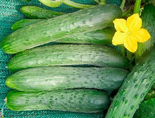 Self-Pollinating Cucumber Zozulya F1 Seeds – Hybrid for Planting - Image 4