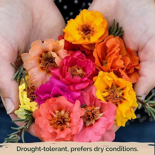 10,000 Mix Moss Rose Seeds for Planting (Portulaca grandiflora) - Purslane Double Flower Portulaca Seed, Drought Tolerant Flowering Ground Cover - Flower Seeds to Plant Outside, Beds, Baskets - Image 6