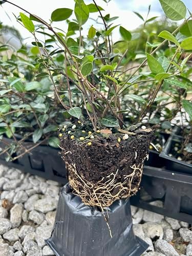 Asiatic Jasmine Live Plants, 3 inch Pot, Evergreen Ground Cover 18 Count - Image 2