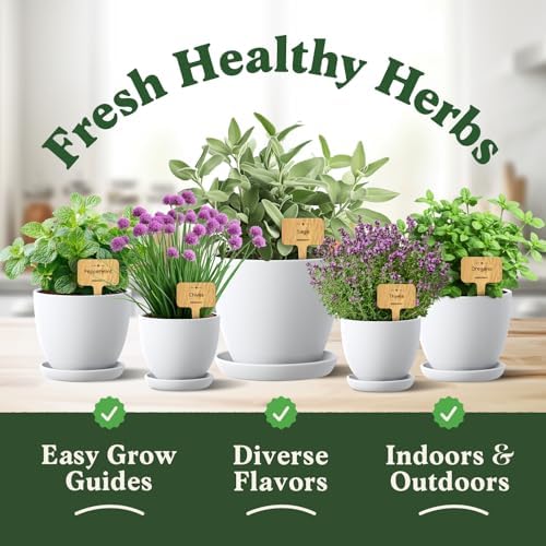 Seedboy Organic Non-GMO Herb Seeds for Planting (10 Herb Variety Pack) - Image 3
