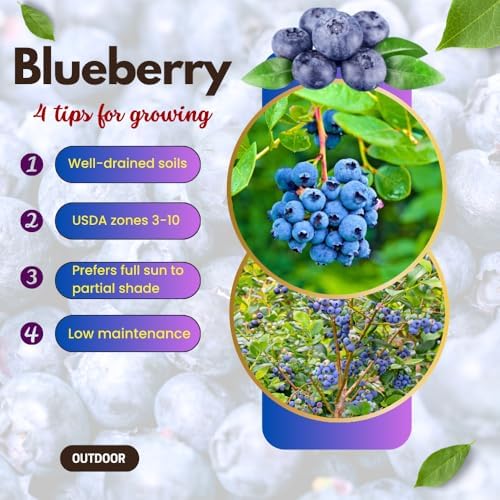 Northern Highbush Blueberry Live Plant, Blueberry Bushes, 4-7 Inch Tall - Image 5