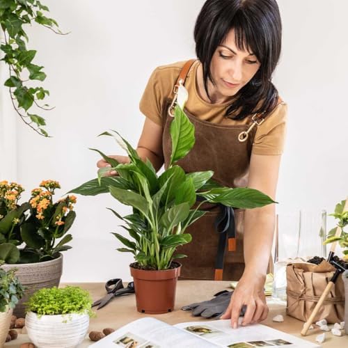 American Plant Exchange Peace Lily, Live Spathiphyllum Plants, Indoor Flowering Houseplants, 4-Inch Pots, 2 Pack, Pot Covers, Easy Care, Low Light, Perfect for Housewarming, Sympathy, or Party Gifts - Image 2