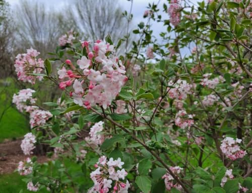 Judd Viburnum Live Plant 6-12 Inch Tall 2.5 Inch Pot, Fragrant Flowering Shrub, Pink Buds, White Snowball Viburnum Blooms, Hardy Landscape Bush - Image 4