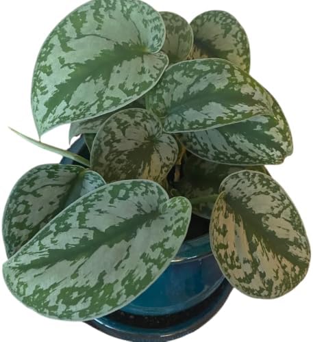 Silver Pothos Live Plant, Trailing Vine Plants, 4-6 Inches Tall - Image 4