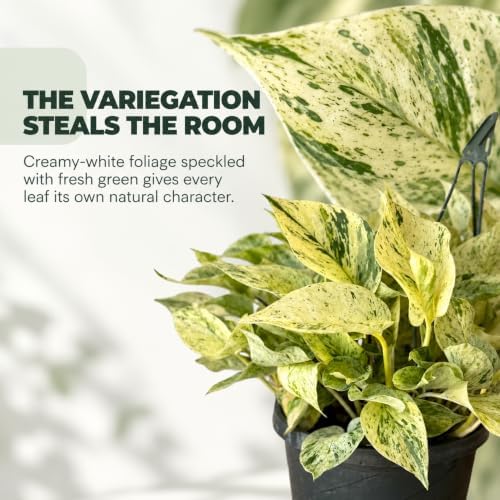 Snow Queen Pothos Starter Live Plant - Variegated Indoor Vine - Image 3