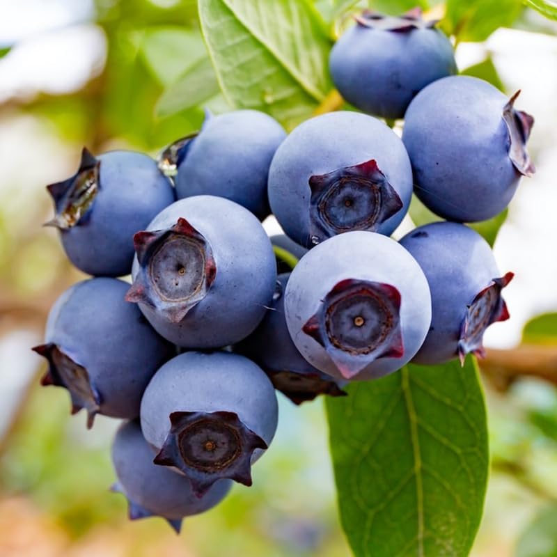 2 Highbush Blueberry Plants Live, Rooted Berry Seedling, 4-7 Inch Tall - Image 3