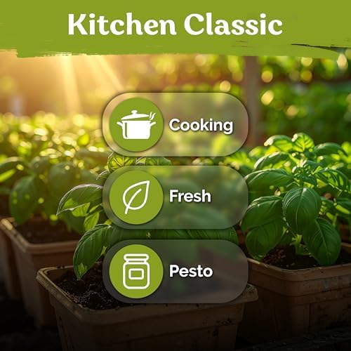 2,000 Italian Basil Heirloom Herb Seeds for Planting, Ocimum Basilicum - Image 6