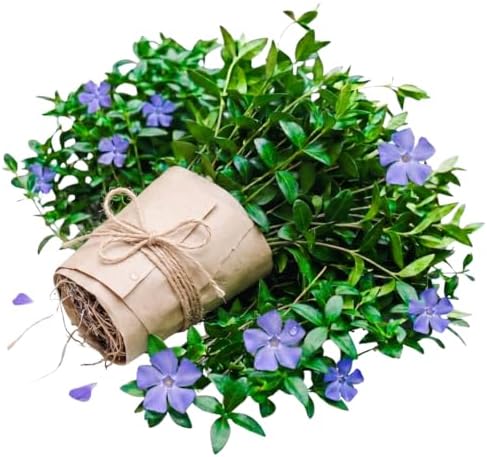 25 Vinca Periwinkle Live Plants, Hardy Flower Plant, 6-8 Inch Tall by Unknown