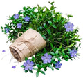 25 Vinca Periwinkle Live Plants, Hardy Flower Plant, 6-8 Inch Tall by Unknown