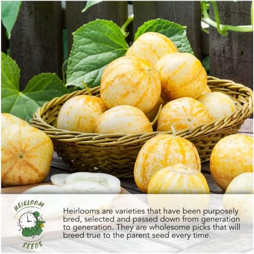 Seed Needs Cauliflower Seeds Variety Pack of 3 Non-GMO Heirloom Vegetables - Image 4