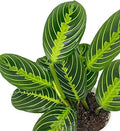 Live Plant, Lemon Lime Maranta Prayer Plant, Pet Friendly, Pet Safe, Air Purifying Plant, Easy Care, Live Indoor Plant, Houseplant, Rare Indoor Plant, Perfect Gifrt, 4 inch White Pot by hopewindplants