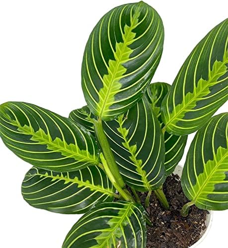 Live Plant, Lemon Lime Maranta Prayer Plant, Pet Friendly, Pet Safe, Air Purifying Plant, Easy Care, Live Indoor Plant, Houseplant, Rare Indoor Plant, Perfect Gifrt, 4 inch White Pot by hopewindplants