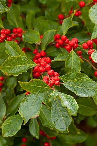 First Editions - Ilex verticillata Wildfire (Winterberry) Shrub, bright red fruit, #3 - Size Container - Image 2