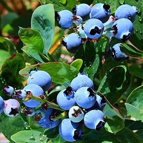Two Healthy Live Plants of Blueberry Plants Top Hat - 4" ~ 6" Tall Each - Image 4
