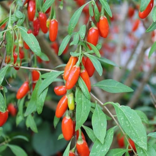 Live Goji Berry Plant, 4-8 Inches Tall, Goji Berry Plant Live - Image 6