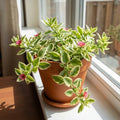 Variegated Delosperma Ice Plant, Succulent Live Plant, 5-7 Inch Tall by AVERAR