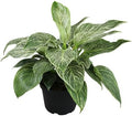 Live Philodendron Birkin Plant, 6 in. Pot, Easy Variegated Indoor Plants by PlantsforPets