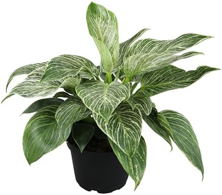 Live Philodendron Birkin Plant, 6 in. Pot, Easy Variegated Indoor Plants by PlantsforPets