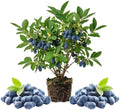 Blue Haskap Honeyberry Plant, Cold Hardy Berry Bush, 6-8 Inch Tall by AVERAR