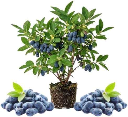 Blue Haskap Honeyberry Plant, Cold Hardy Berry Bush, 6-8 Inch Tall by AVERAR