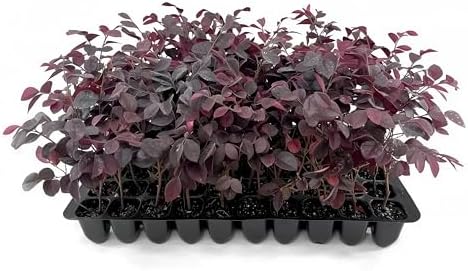 Loropetalum Carolina Midnight | 3 Live Plants | Loropetalum Chinense | Purple Foliage Shrub | Ornamental Landscape Bush | Fast Growing Plants by FloridaFoliage