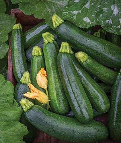 Burpee Best Zucchini Summer Squash Seeds 20 seeds by Burpee