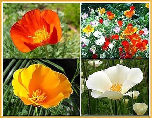 Low Rainfall, Dry Area Wildflower Seed Mix - Annuals and Perennials - Image 6