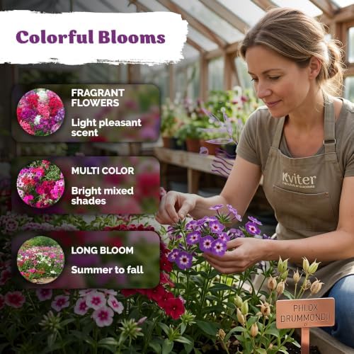 2,000 Phlox Heirloom Flower Seeds Mix for Planting, Phlox Drummondii - Image 4