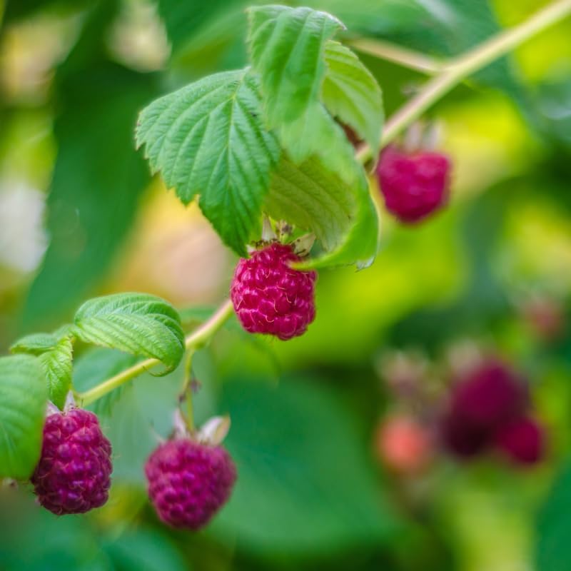 2 Purple Raspberry Plants Live, Edible Berry Bush Plant, 5-10" Tall - Image 5