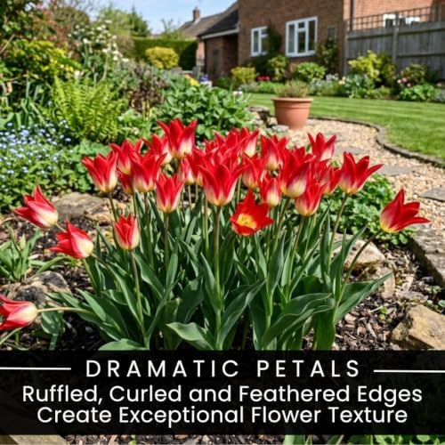 25 Flames Mystery Tulip Bulbs | Red & Yellow Emperor Tulips for Spring - Image 3