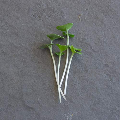 Mountain Valley Seed Co Broccoli Microgreens Seeds 1 Lb ~16,000 Seeds - Image 7
