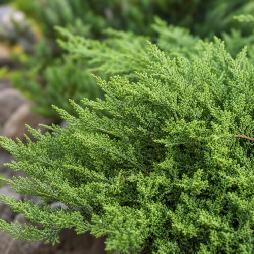 Nicks Compacta | 1 Extra Large Trade 3 Gallon Plant | Ilex Crenata | Evergreen Shrub, Dense Foliage, Low Maintenance, Year-Round Interest, Compact Growth, Ideal Borders, Landscape, Easy to Grow - Image 3
