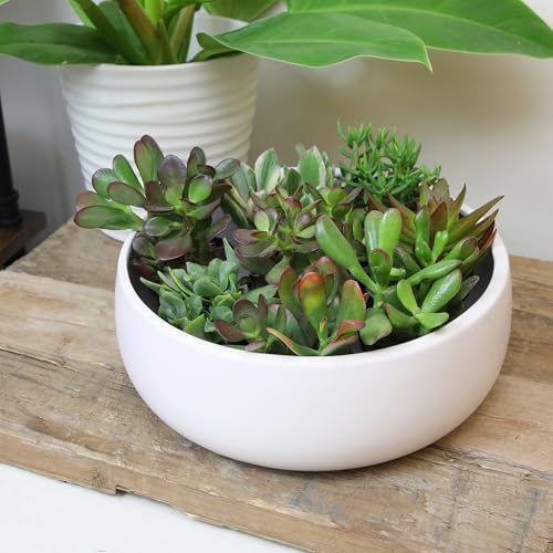 Altman Plants Live Jade Plant Collection (8PK), Classic Jade Plants in 2.5" Pots, Mini Succulents, Sunset Jade, Live Succulents, Crassula Ovata, Variegated Live Plants & House Plants in Succulent Soil - Image 2