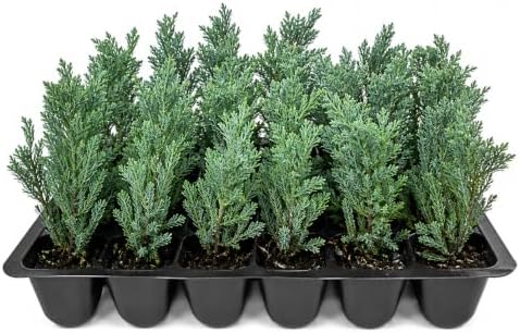 20 Blue Rug Juniper Wiltonii Live Plants | Juniperus Horizontalis | by Unknown