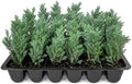 20 Blue Rug Juniper Wiltonii Live Plants | Juniperus Horizontalis | by Unknown