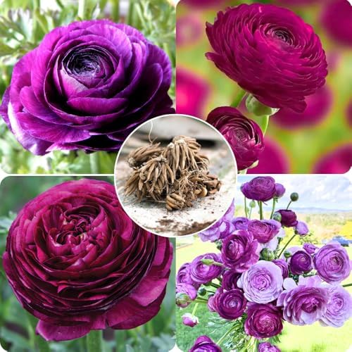 25 Purple Ranunculus Bulbs for Planting, Peony Perennial Flower - Image 2