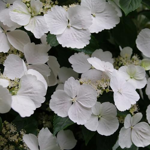 Proven Winners 2 Gal. Fairytrail Bride Hydrangea Shrub - Image 2