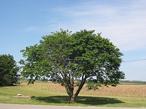 Eastern Redbud - Purple Flowering Tree - Live Plant Shipped 3 to 4 Feet Tall by DAS Farms - Image 4