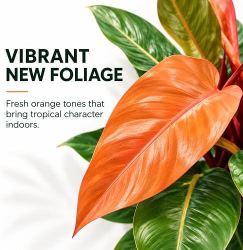 Philodendron Prince of Orange Live Plant in 2" Pot - Image 3