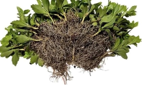Pachysandra Common Ground Cover Bare Root Plants 25 Pack - Image 2