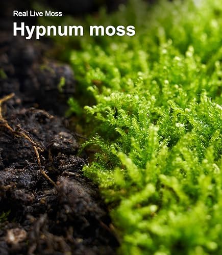 LuckyRunes Live Hypnum Moss 3-Pack 3.5x7in for Terrariums & Plant Decor - Image 5