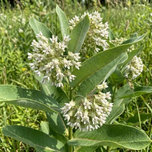 2 White Milkweed Live Plants, Flower Plant, 4-7 Inch Tall - Image 5