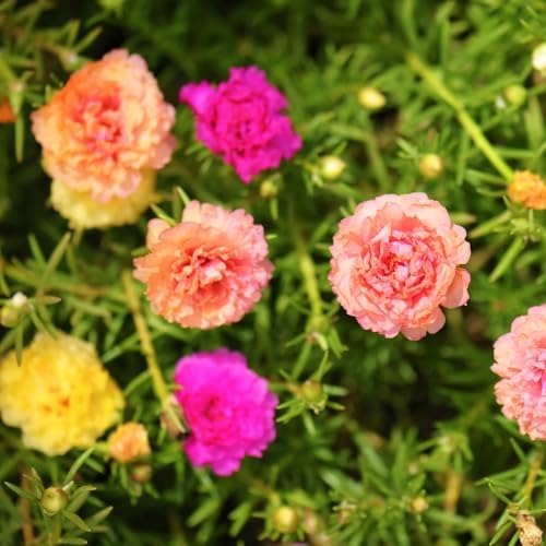 Mixed Moss Rose Portulaca Live Plant, Colorful Ground Cover, 4-6 Inch Tall - Image 5