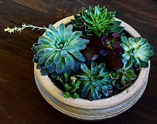 Mixed Colored Succulents Seeds Garden and Home Bonsai Flower Plant 200 Pcs Seeds - Image 6