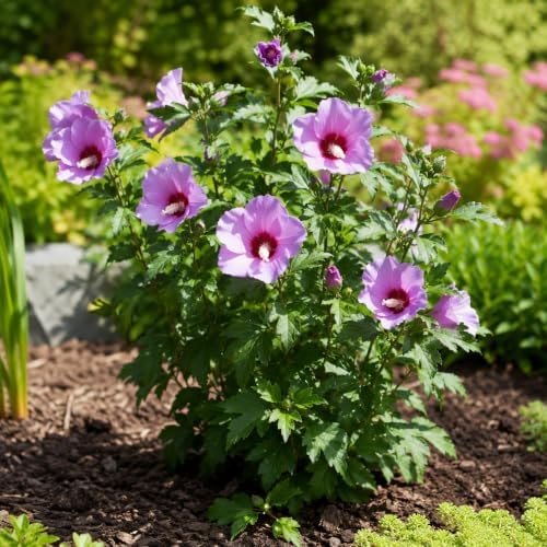 Purple Althea Live Plants - Rose of Sharon, 8-12" Tall Quart Pot Flowering Trees, Hibiscus Shrubs for Outdoor Planting, Landscaping & Garden Bed - Image 5