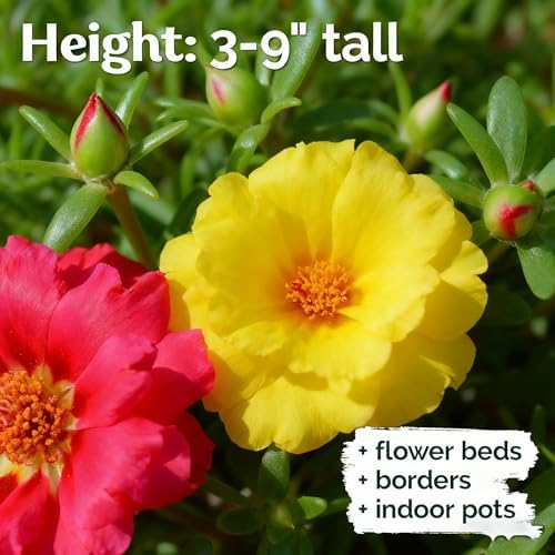 Mixed Color Portulaca Grandiflora Seeds, 20000 Double Moss Rose Seeds for Planting, Heirloom Ground Cover - Purslane Flower Seed for Outside, Beds, Yards, Flower Garden - Image 3